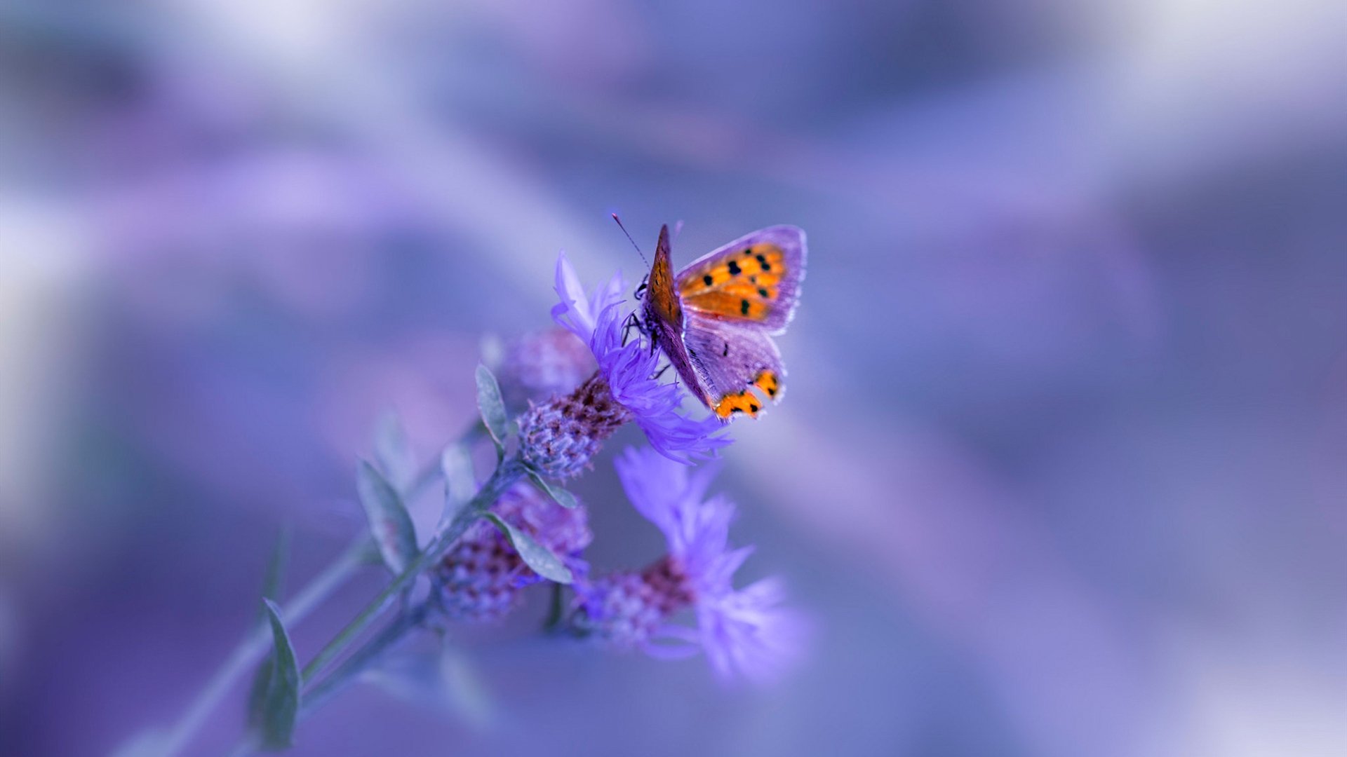 小卒过河，直逼王城，一场哈斯与小红牛的绞杀战，如何被诺里斯点燃