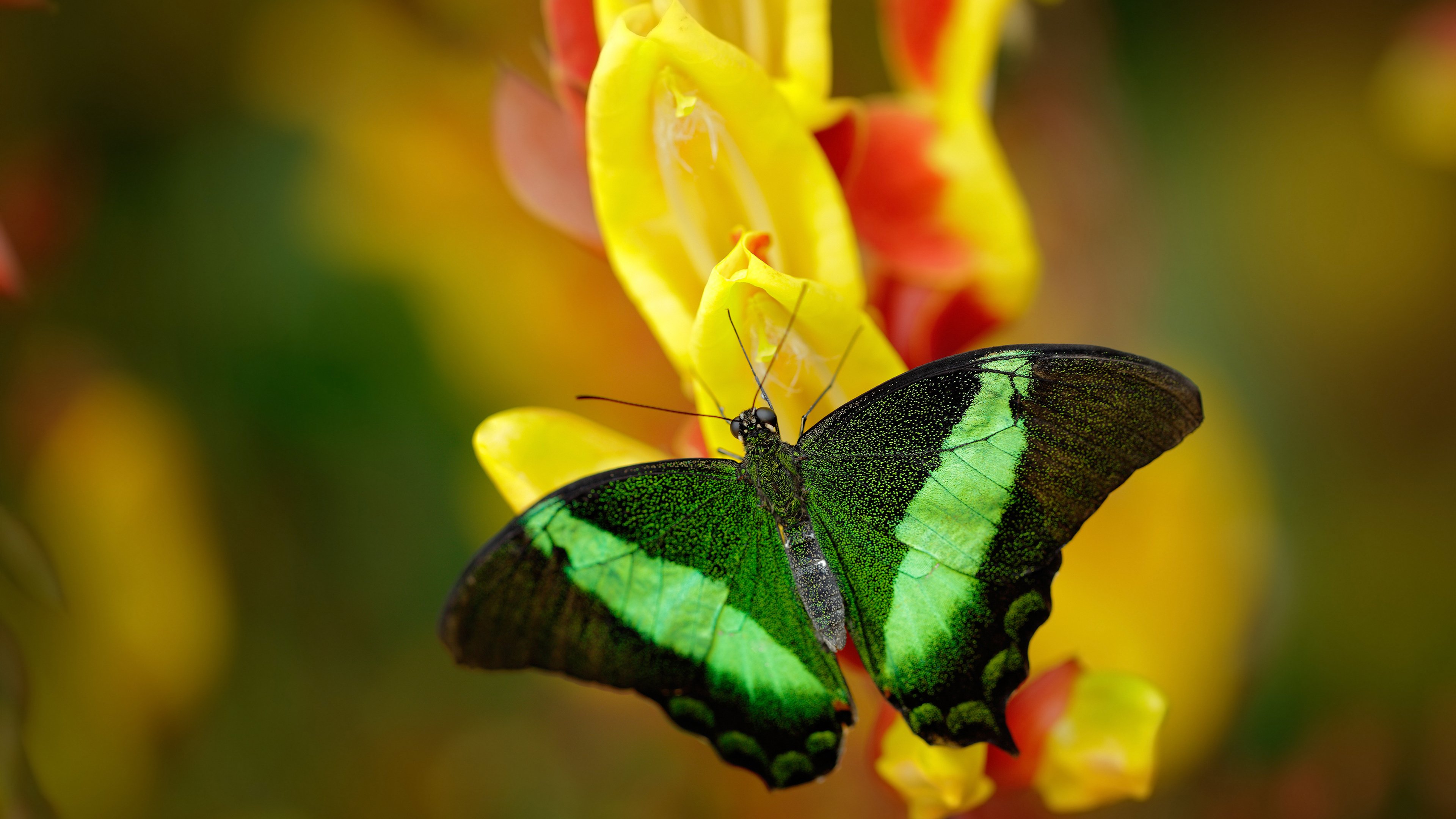 从概率论到红土革命，梅德韦杰夫如何用数学暴力解构网球美学