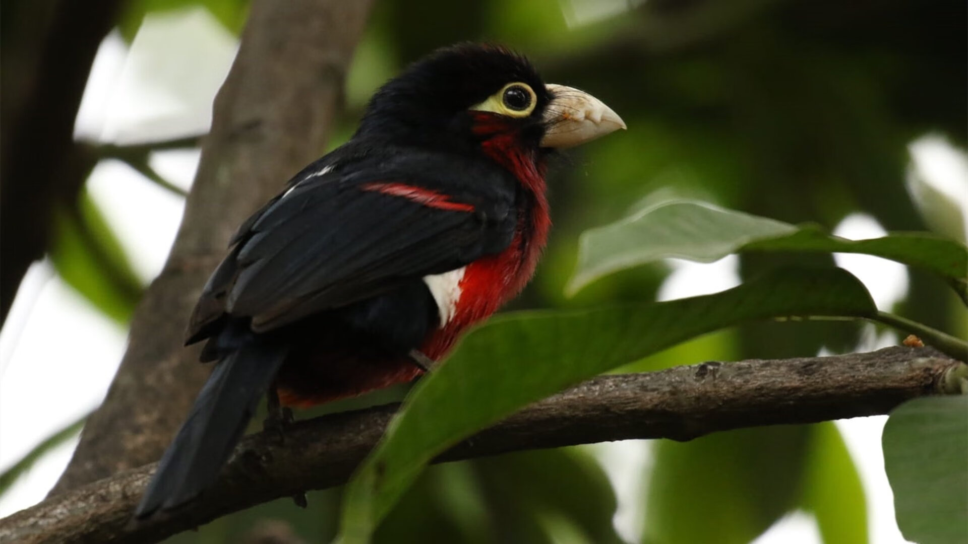 阿尔卡拉斯，澳网绝杀铸就蒙特卡洛大师赛的统治传奇