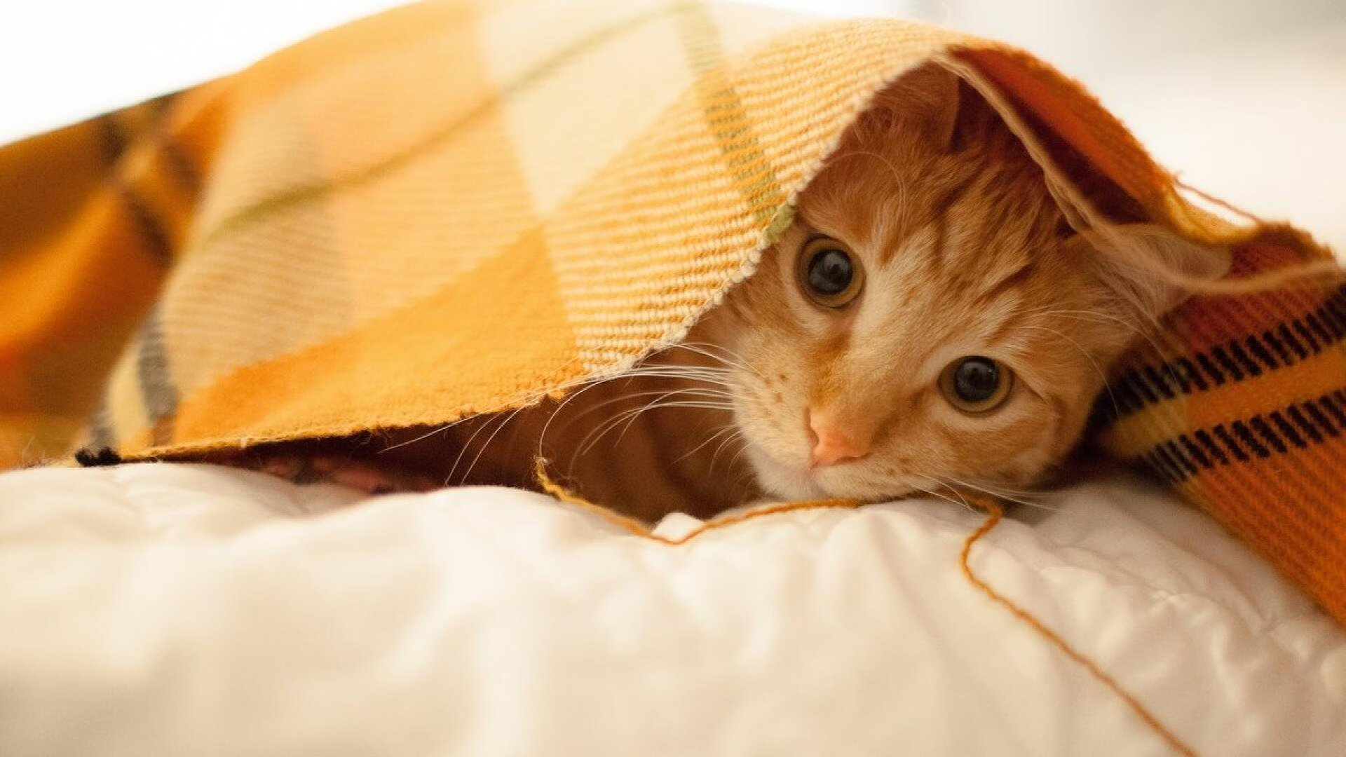 轻取与惊艳，日耳曼战车理性碾压，印度女神逆光绽放