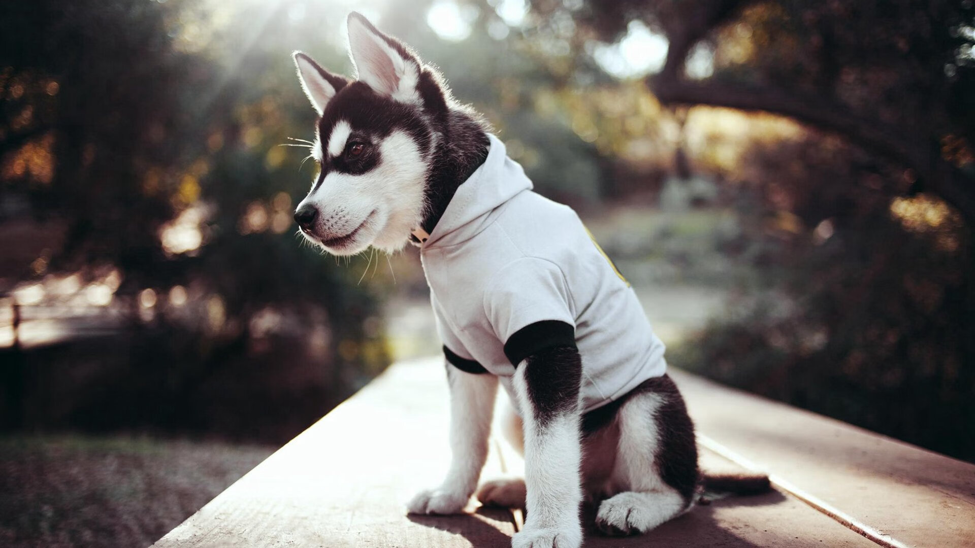 轻取与惊艳，日耳曼战车理性碾压，印度女神逆光绽放