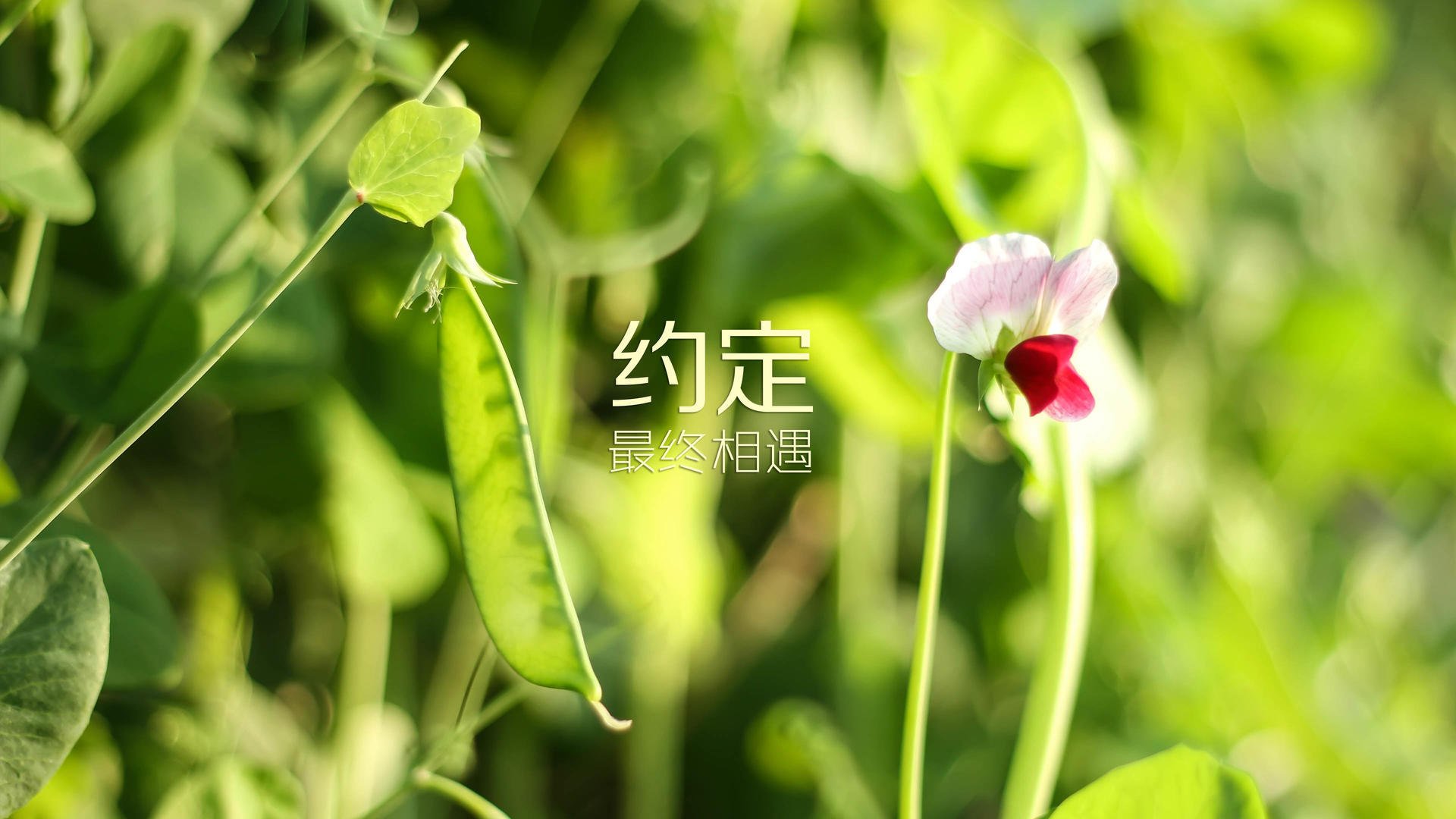 冰火对决！米切尔关键时刻连轰14分，爵士末节一波流击溃辽宁