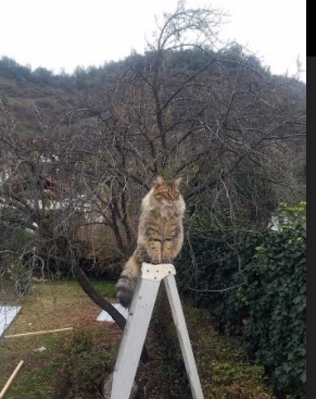 唯一纽带,当伊萨克在尼斯与洪都拉斯的缝隙间起舞