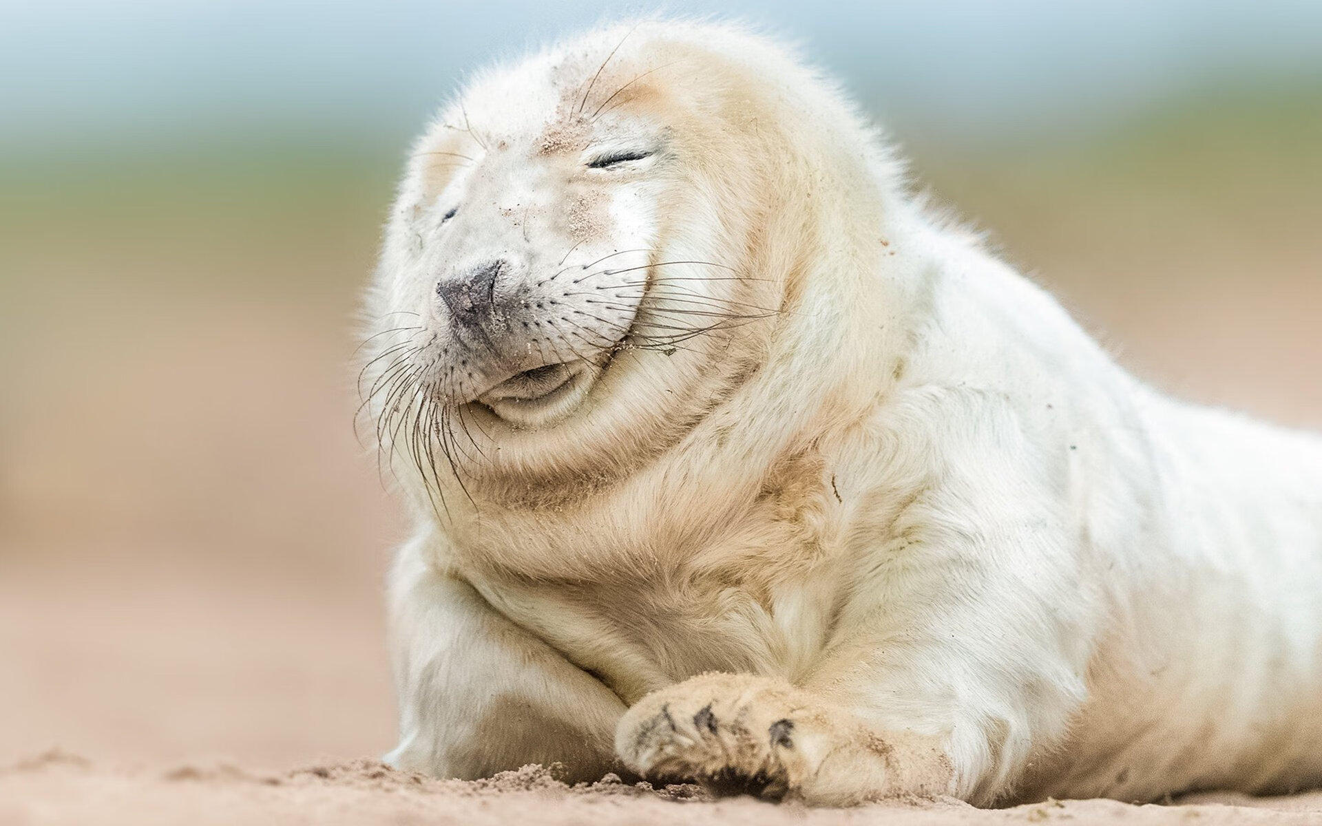 绿色狂潮席卷菲尼克斯，凯尔特人攻防一体踏平太阳登顶联盟